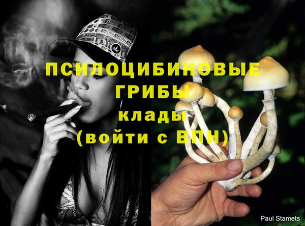 шишки Абаза