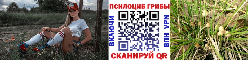 сколько стоит  Вилюйск  Псилоцибиновые грибы мицелий 